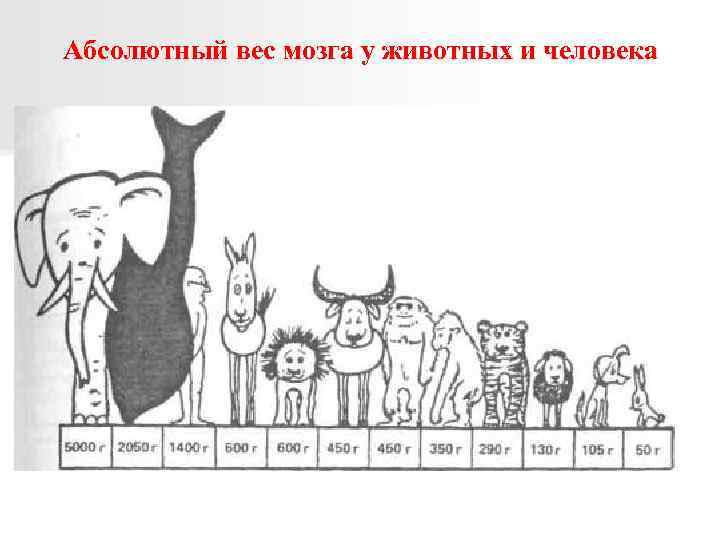 Абсолютный вес мозга у животных и человека 