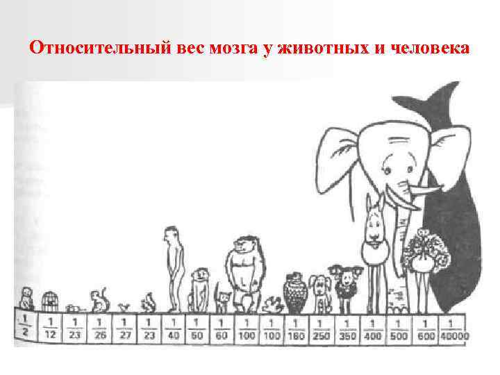 Относительный вес мозга у животных и человека 