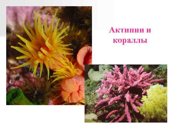 Актинии и кораллы 