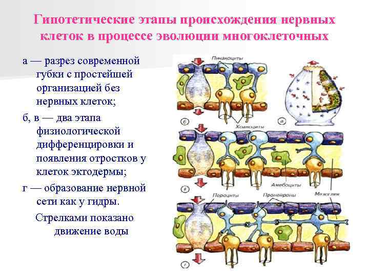 Гипотетические этапы происхождения нервных клеток в процессе эволюции многоклеточных а — разрез современной губки