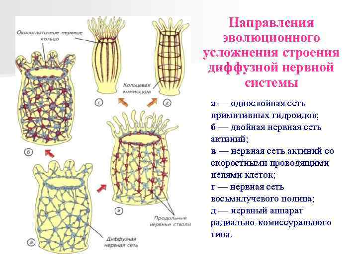 Нервная система диффузного типа. Пороки нервной системы филогенез. Диффузная нервная система схема. Диффузное строение. Этапы усложнения строения диффузной НС.