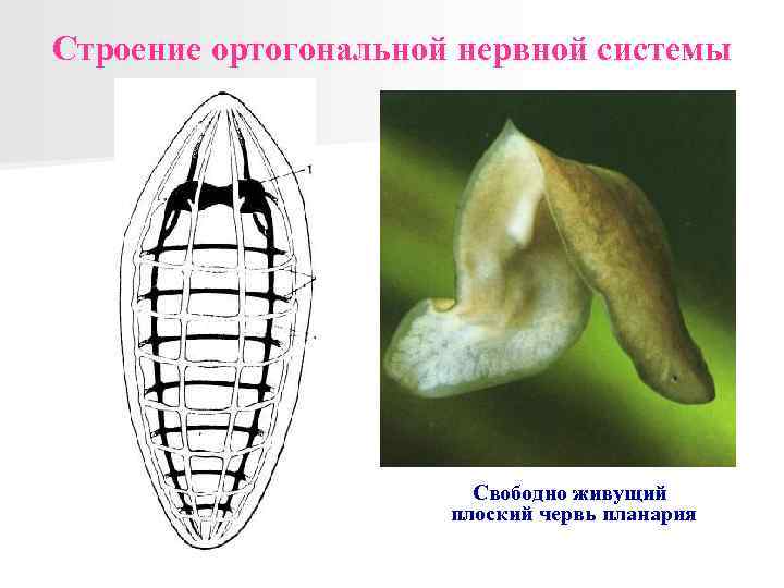 Нервная система плоских червей тип