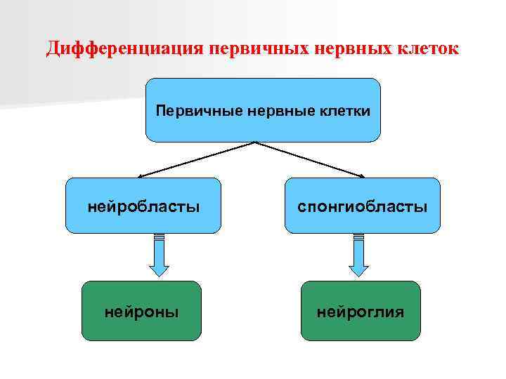 Дифференциация первичных нервных клеток Первичные нервные клетки нейробласты спонгиобласты нейроны нейроглия 