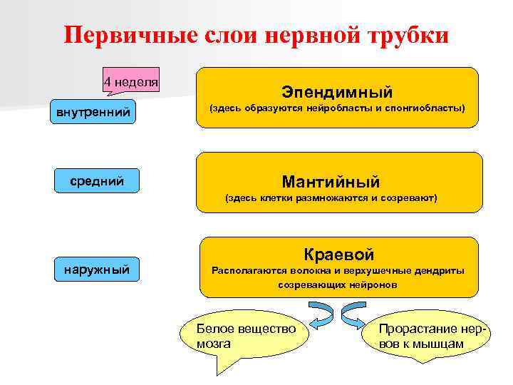 Первичные слои нервной трубки 4 неделя внутренний средний Эпендимный (здесь образуются нейробласты и спонгиобласты)