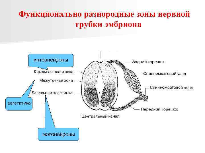 Функционально разнородные зоны нервной трубки эмбриона интернейроны вегетатика мотонейроны 