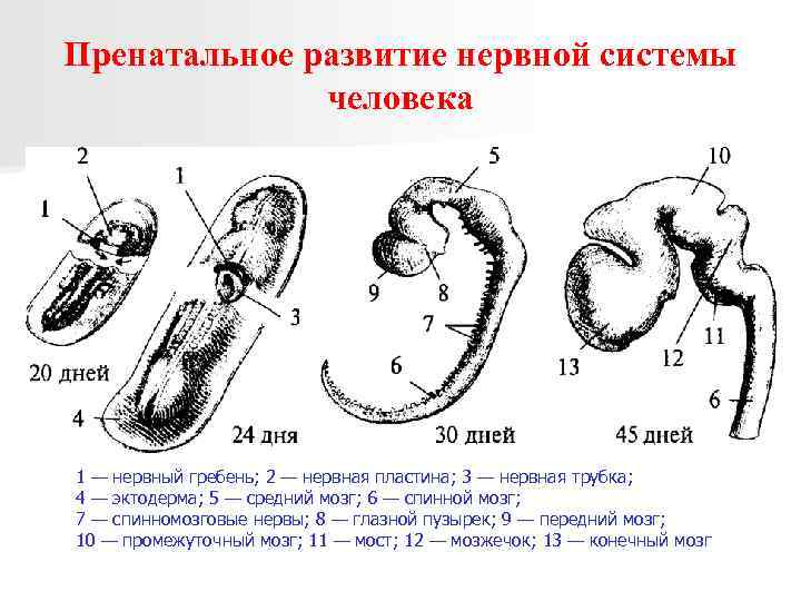 Пренатальное развитие нервной системы человека 1 — нервный гребень; 2 — нервная пластина; 3