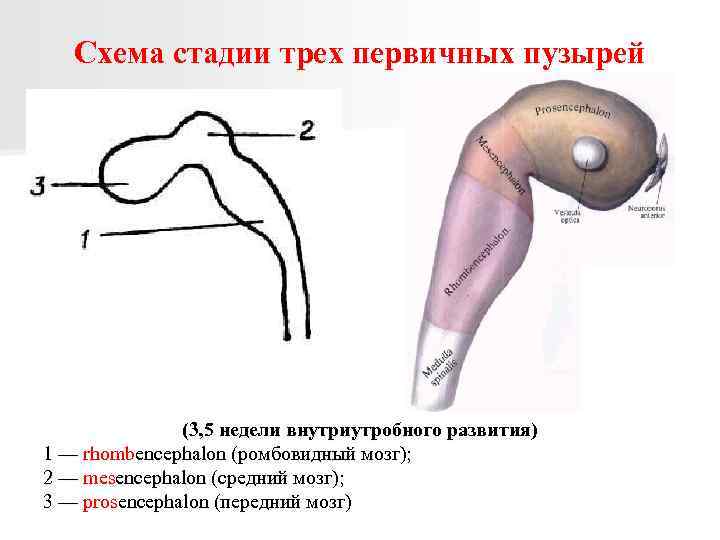 Схема стадии трех первичных пузырей (3, 5 недели внутриутробного развития) 1 — rhombencephalon (ромбовидный