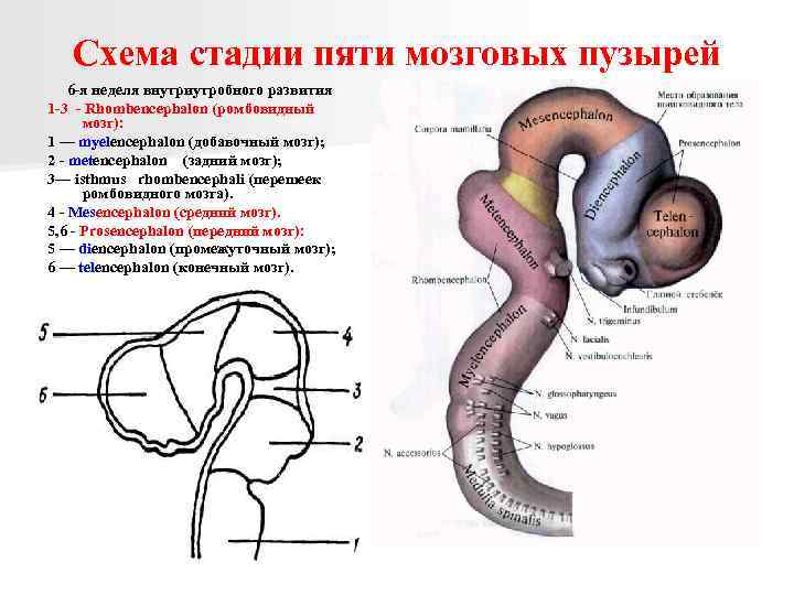 Схема развития головного мозга