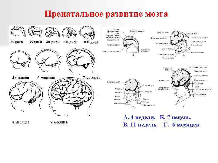 Пренатальное развитие мозга А. 4 недели. Б. 7 недель. В. 11 недель. Г. 6