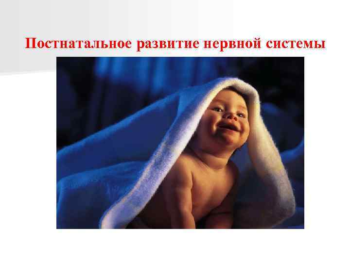 Постнатальное развитие нервной системы 