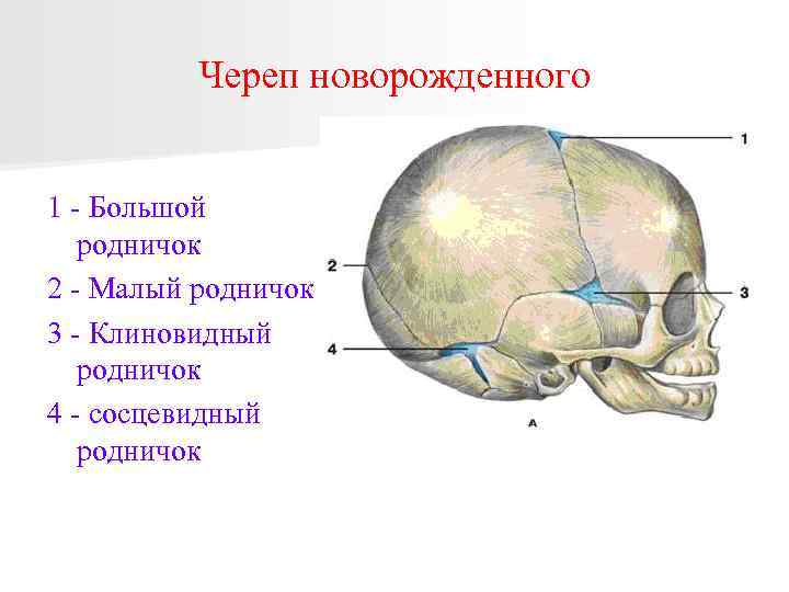 Швы черепа человека рисунок с подписями