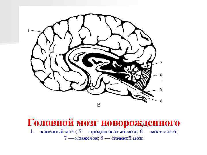 Головной мозг новорожденного 1 — конечный мозг; 5 — продолговатый мозг; 6 — мост