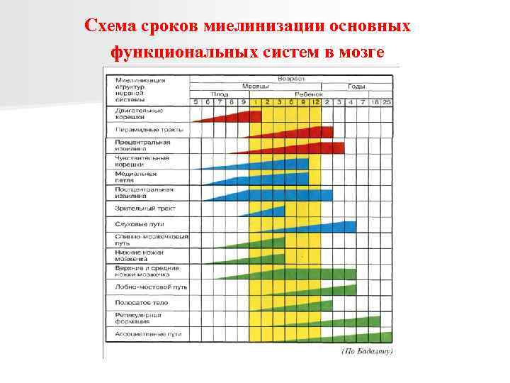 Схема сроков миелинизации основных функциональных систем в мозге 