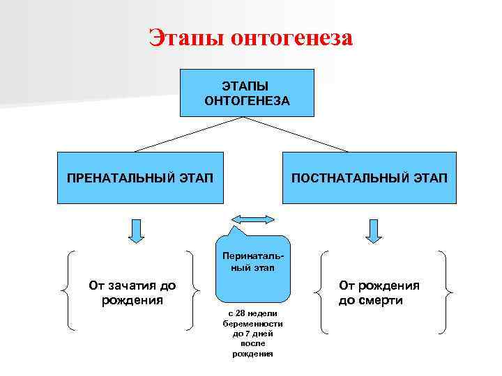 Онтогенез человека презентация 10 класс