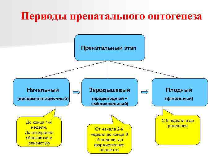 На рисунке изображен тритон в разные периоды онтогенеза какое общее свойство живых систем