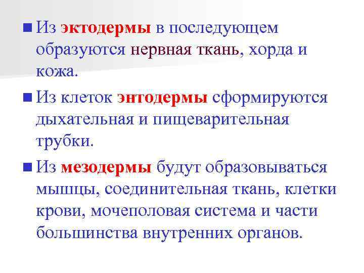 n Из эктодермы в последующем образуются нервная ткань, хорда и кожа. n Из клеток