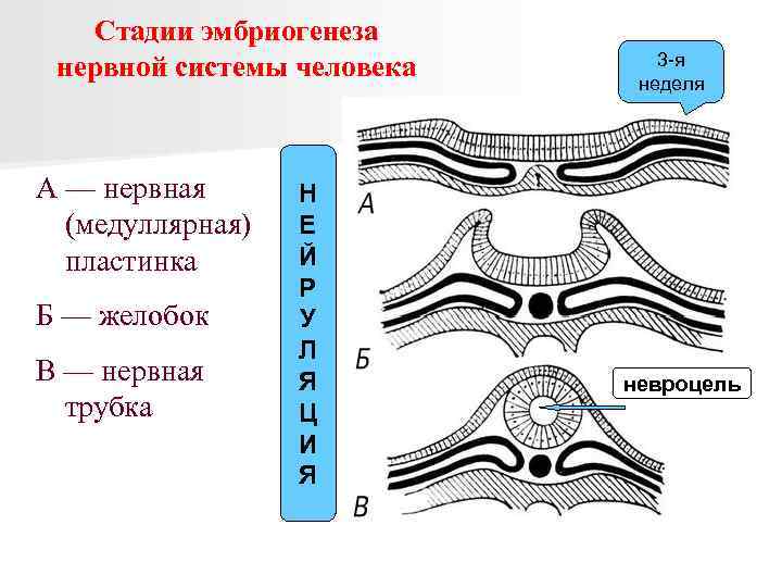 Стадии эмбриогенеза нервной системы человека А — нервная (медуллярная) пластинка Б — желобок В