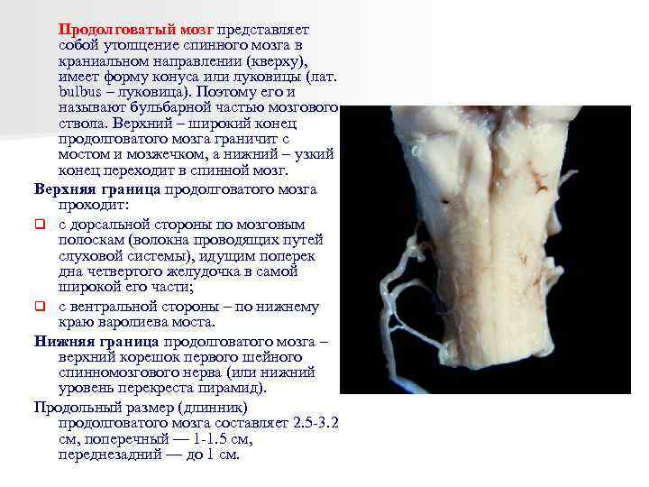 Продолговатый мозг представляет собой утолщение спинного мозга в краниальном направлении (кверху), имеет форму конуса