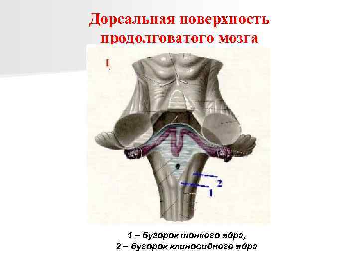 Дорсальная поверхность продолговатого мозга 1 – бугорок тонкого ядра, 2 – бугорок клиновидного ядра