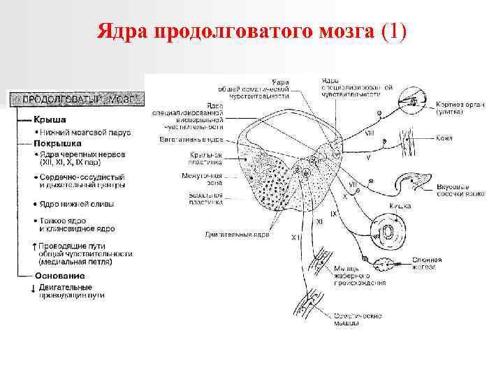 Ядра продолговатого мозга (1) 