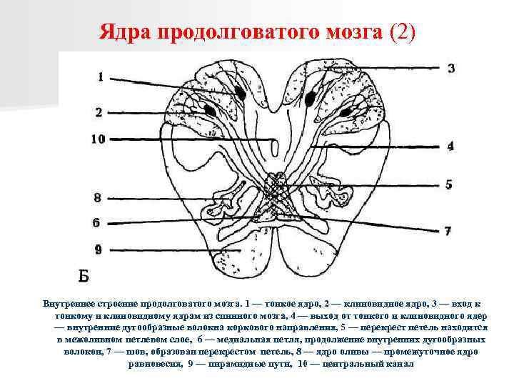 Ядра продолговатого мозга (2) Внутреннее строение продолговатого мозга. 1 — тонкое ядро, 2 —