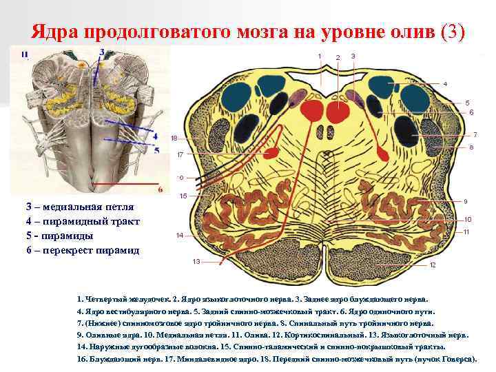 Срез продолговатого мозга схема