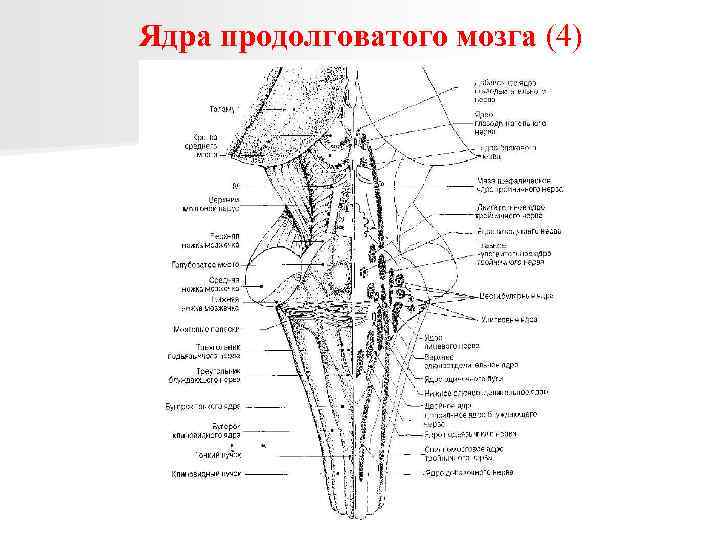 Срез продолговатого мозга схема