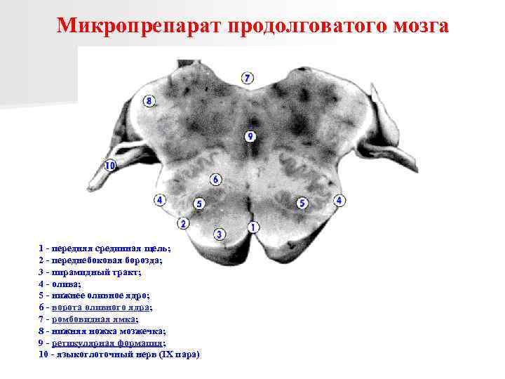 Микропрепарат продолговатого мозга 1 - передняя срединная щель; 2 - переднебоковая борозда; 3 -