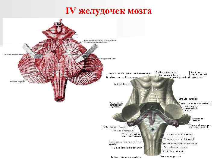 IV желудочек мозга 