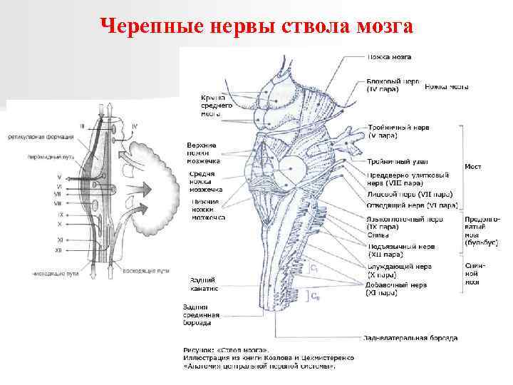 Черепные нервы ствола мозга 