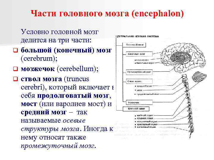 Общий мозг. Головной мозг делят на 3 части. Мозг условно делится на три части. Конечный мозг три части. Головной мозг делится на 3 части ствол.