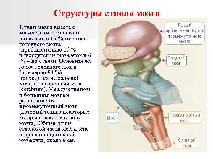 Структуры ствола мозга Ствол мозга вместе с мозжечком составляют лишь около 16 % от