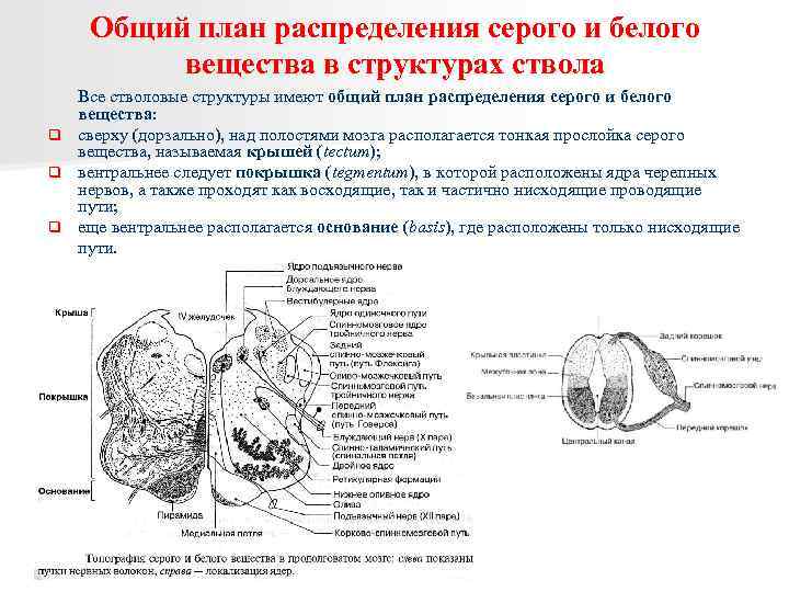 Общий план распределения серого и белого вещества в структурах ствола q q q Все