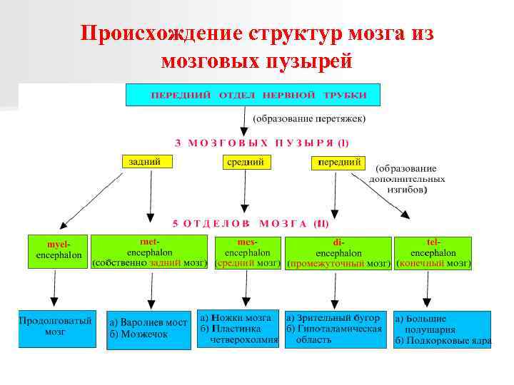 Происхождение структур мозга из мозговых пузырей 