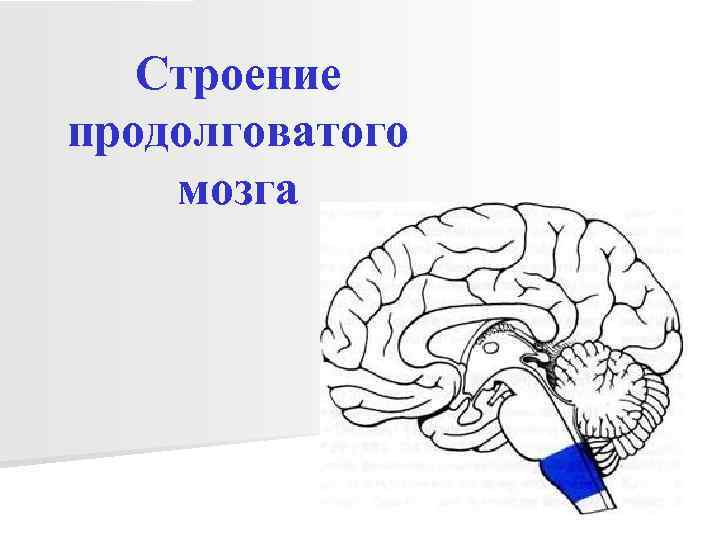 Строение головного мозга презентация 8 класс