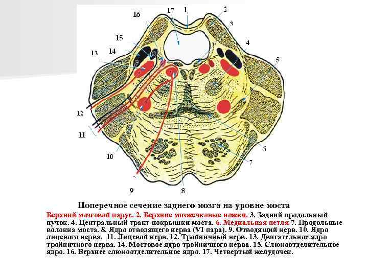 Поперечное сечение заднего мозга на уровне моста Верхний мозговой парус. 2. Верхние мозжечковые ножки.