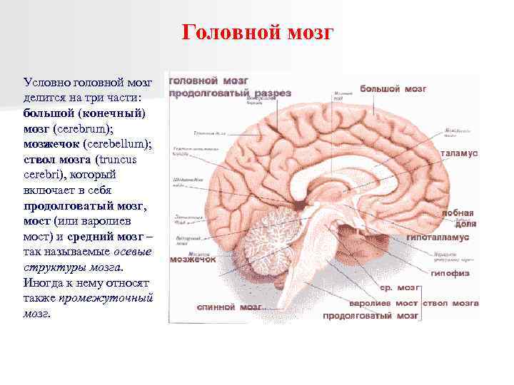 Головной мозг Условно головной мозг делится на три части: большой (конечный) мозг (cerebrum); мозжечок