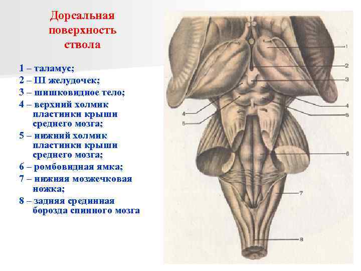 Дорсальная поверхность ствола 1 – таламус; 2 – III желудочек; 3 – шишковидное тело;