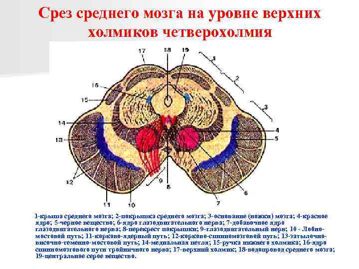 Срез среднего мозга на уровне верхних холмиков четверохолмия 1 -крыша среднего мозга; 2 -покрышка