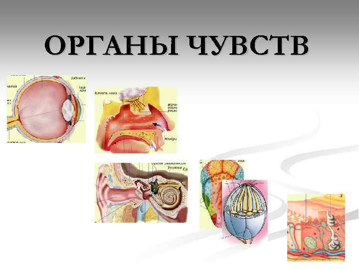 ОРГАНЫ ЧУВСТВ 