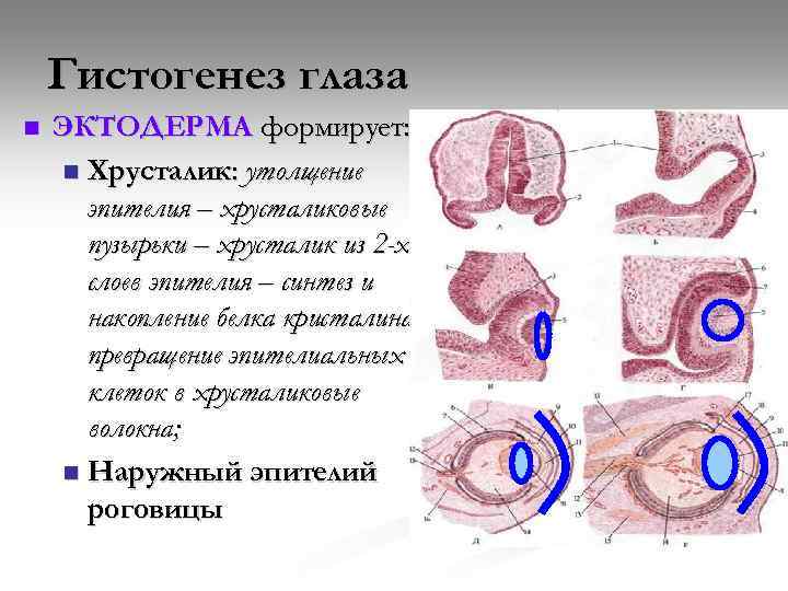 Гистогенез глаза n ЭКТОДЕРМА формирует: n Хрусталик: утолщение эпителия – хрусталиковые пузырьки – хрусталик