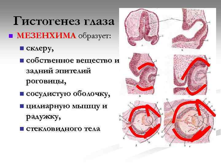 Гистогенез глаза n МЕЗЕНХИМА образует: n склеру, n собственное вещество и задний эпителий роговицы,