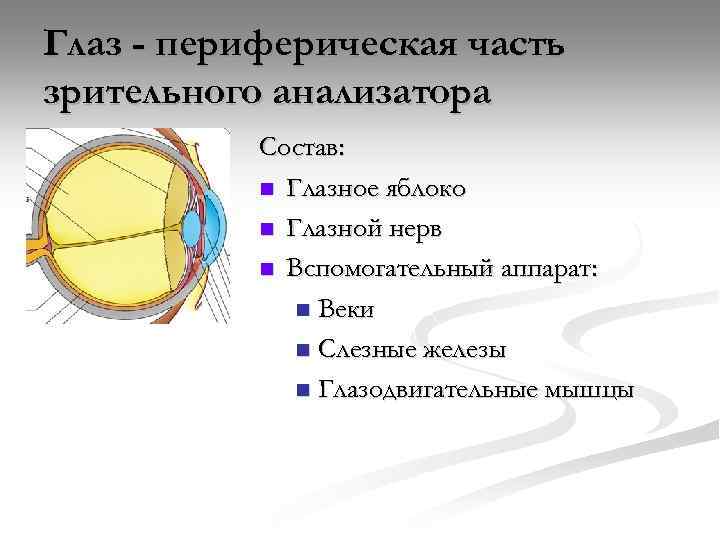 Глаз - периферическая часть зрительного анализатора Состав: n Глазное яблоко n Глазной нерв n