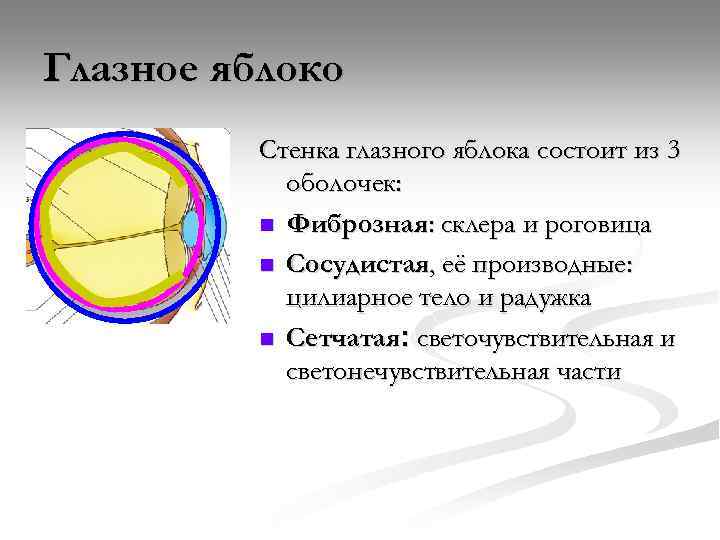 Из чего состоит оболочка. Оболочки стенки глазного яблока. Глазное яблоко состоит из оболочек. Оболочки стенки глазного яблока наружная. Стенки глазного яблока образованы тремя оболочками.