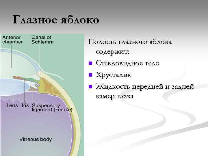 Передняя камера глаза. Передняя камера глаза где находится. Передняя камера глаза где находится фото у человека. Жидкость передней и задней камеры глаза биофизика. Глазная полость тела функции.