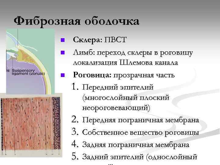 Фиброзная оболочка n n n Склера: ПВСТ Лимб: переход склеры в роговицу локализация Шлемова