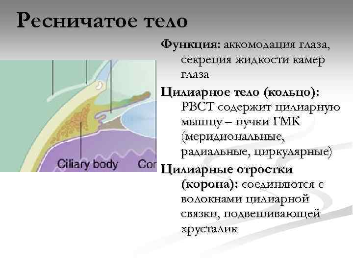 Тело функции. Цилиарное тело глаза функция. Цилиарное тело строение и функции. Цилиарная мышца глаза функции. Ресничное или цилиарное тело функции.