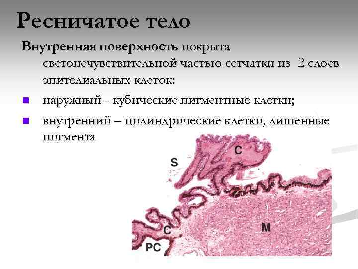 Ресничатое тело Внутренняя поверхность покрыта светонечувствительной частью сетчатки из 2 слоев эпителиальных клеток: n