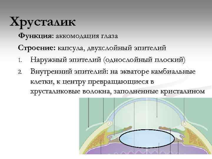 Хрусталик Функция: аккомодация глаза Строение: капсула, двухслойный эпителий 1. Наружный эпителий (однослойный плоский) 2.