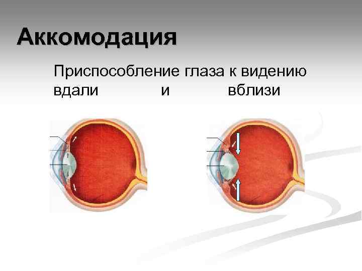 Аккомодация Приспособление глаза к видению вдали и вблизи 